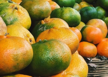 Des insectes exotiques tuent la production de mandarine en Haïti