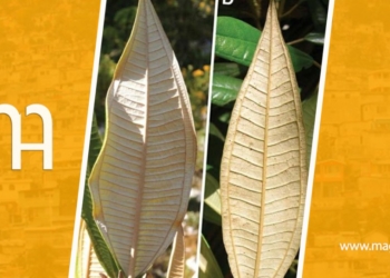 “Une nouvelle espèce de plante découverte en Haïti et baptisée en l’honneur d’un Haïtien.