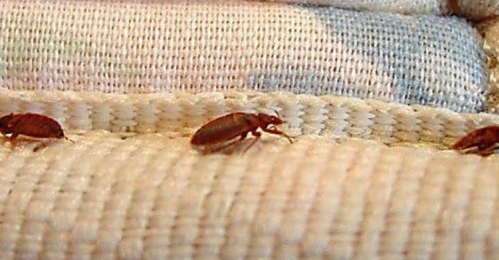 Punaises de lit: tout savoir sur ce fléau qui vous gâche la vie