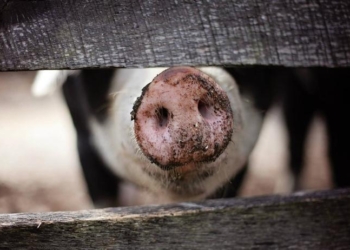 Fièvre porcine en Rép. Dominicaine: contrairement à Haïti, les USA réagissent
