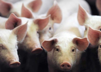 Fièvre Porcine: La viande de porc en provenance de la Rép. Dominicaine interdite en Haïti