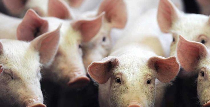 Fièvre Porcine: La viande de porc en provenance de la Rép. Dominicaine interdite en Haïti