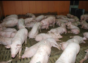 La peste porcine africaine détectée en Haïti 