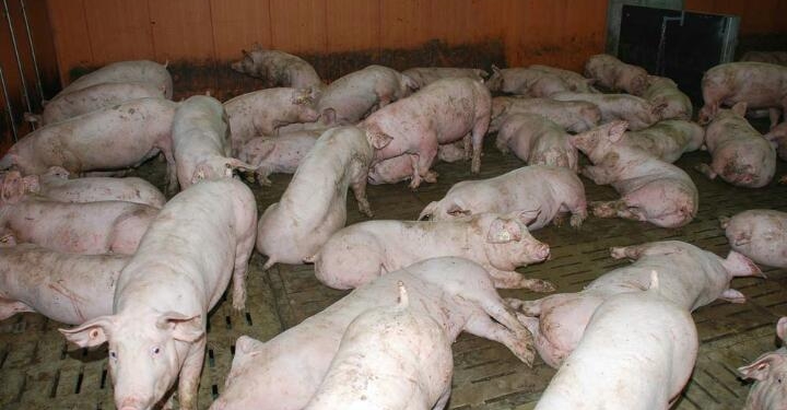 La peste porcine africaine détectée en Haïti 