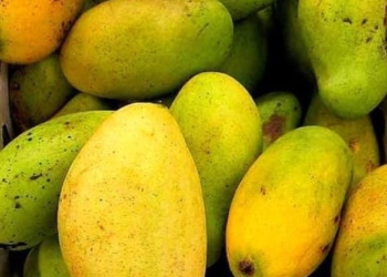 Haïti ne pourra plus exporter ses mangues aux États-Unis à partir de janvier 2023