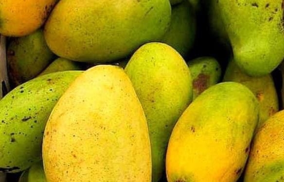 Haïti ne pourra plus exporter ses mangues aux États-Unis à partir de janvier 2023