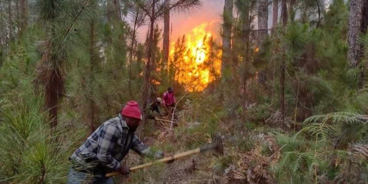 Dife ki te nan Pik Makaya ak forèdèpen an etèn selon minis anviwonman an