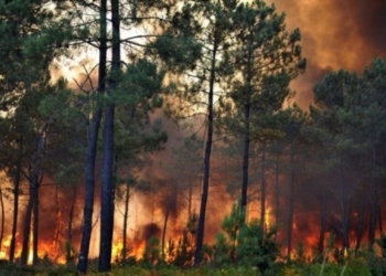 Dife deja fè dega nan 119 ekta tè nan forè dèpen ak Pik Makaya