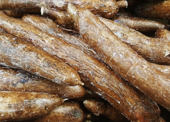 Patrimoine immatériel de l’unesco : le manioc en lice