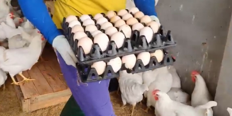 Pwodiktè dominiken yo deside sèvi ak ze pouri yo pou pwoteste kont gouvènman yo a