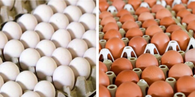 Ministè Agrikilti dominiken siyen akò ak pwodiktè yo pou achte tout ze y ap pwodui