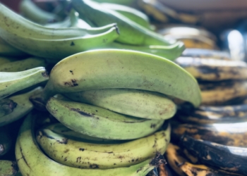 Plantains are a Fruit. Who Would Have Thought?