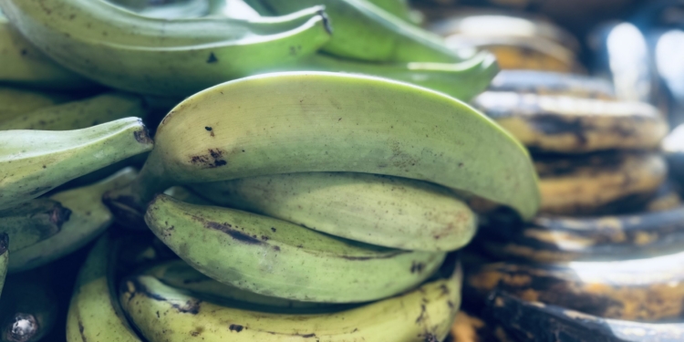 Plantains are a Fruit. Who Would Have Thought?