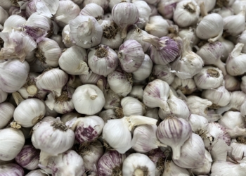 Garlic Becomes More Pungent When Grated, Find Out Why